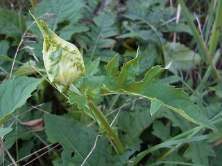 Cirsium oleraceum