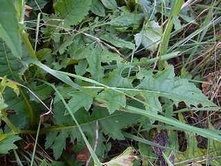 Cirsium oleraceum