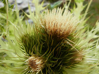 Cirsium spinosissimum