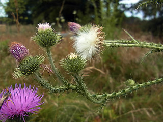 Cirsium vulgare