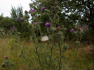 Cirsium vulgare