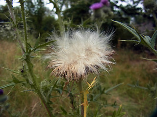 Cirsium vulgare