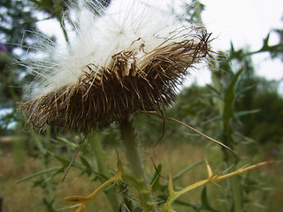 Cirsium vulgare