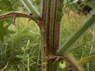 Cirsium vulgare