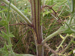 Cirsium vulgare