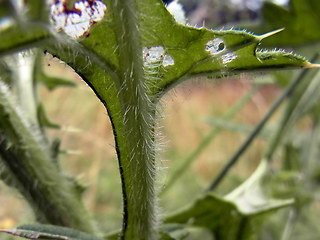 Cirsium vulgare