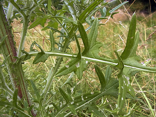 Cirsium vulgare