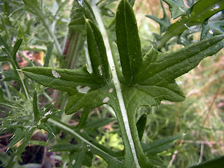 Cirsium vulgare