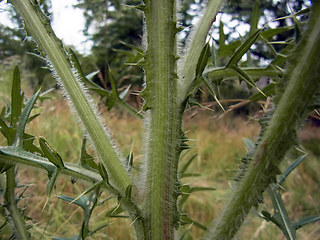 Cirsium vulgare