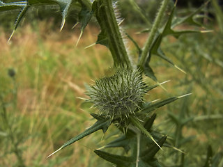 Cirsium vulgare