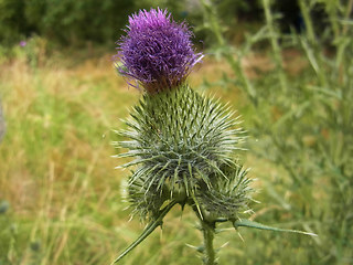 Cirsium vulgare