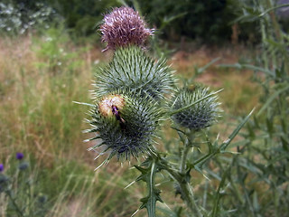 Cirsium vulgare