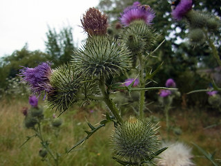 Cirsium vulgare