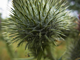 Cirsium vulgare