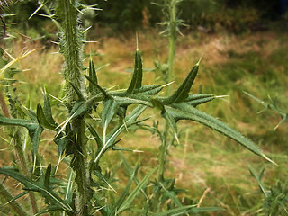 Cirsium vulgare