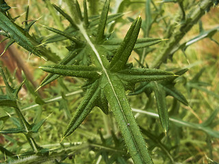 Cirsium vulgare