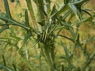 Cirsium vulgare