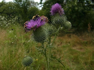 Cirsium vulgare