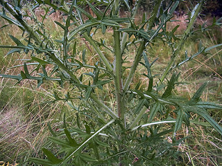 Cirsium vulgare