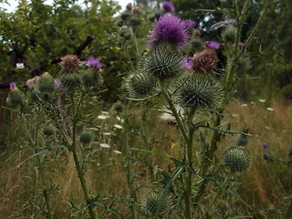 Cirsium vulgare