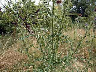 Cirsium vulgare