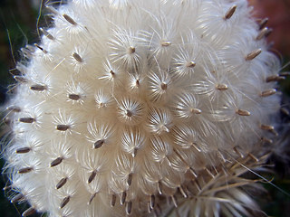 Cirsium vulgare