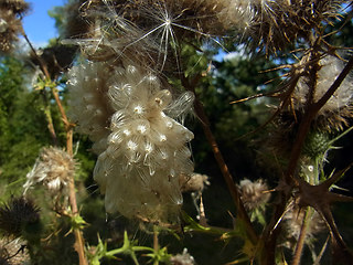 Cirsium vulgare