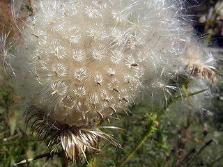 Cirsium vulgare