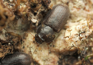 Cis rugulosus