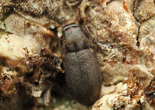 Cis rugulosus