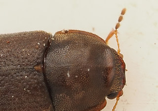 Cis rugulosus