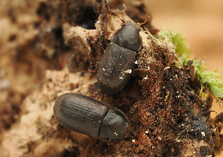 Cis rugulosus