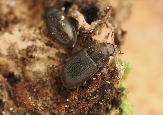 Cis rugulosus