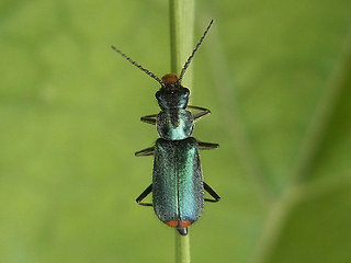 Clanoptilus geniculatus