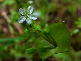 Claytonia perfoliata