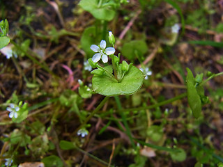 Claytonia perfoliata