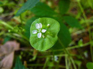 Claytonia perfoliata