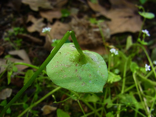 Claytonia perfoliata