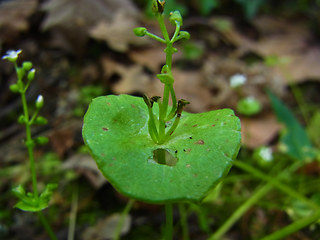 Claytonia perfoliata