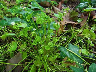 Claytonia perfoliata