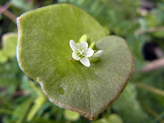 Claytonia perfoliata