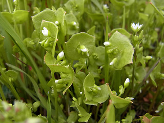 Claytonia perfoliata