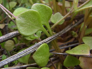 Claytonia perfoliata