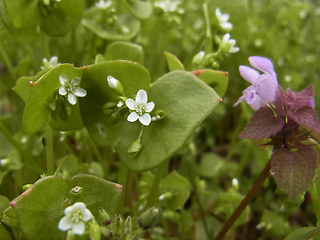 Claytonia perfoliata