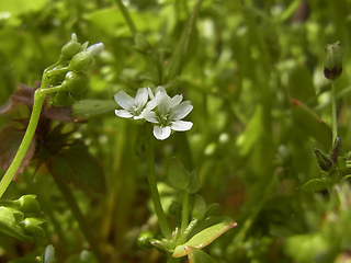 Claytonia perfoliata