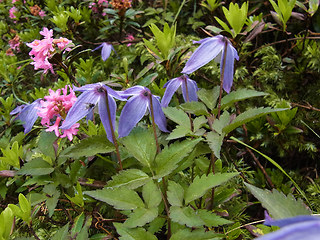 Clematis alpina