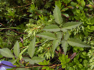 Clematis alpina