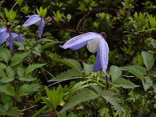 Clematis alpina