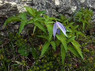 Clematis alpina