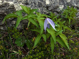 Clematis alpina